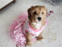 3 Aylık Dişi Maya Orjinal Maltipoo