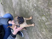 A kalite Sıfır Burun Gül kuyruk Yellow Pug mops 6 aylık