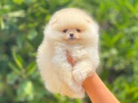 Pomeranian boo bebeklerim
