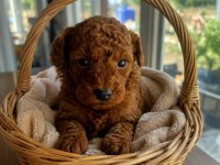 Dünya Tatlısı Şeker Köpekler