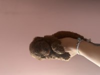 Kore Toy Poodle Dark Red Brown