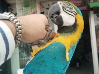 Macaw Sarı Lacivert 1 Yaşında