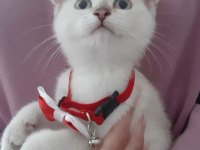 British shorthair evcilmen yavrumuz