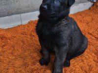 Orjinal belçika kurdu malinois yavrular