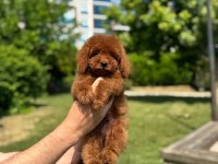 ORJİNAL RED TOY POODLE YAVRULARIMIZ
