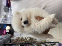 2 aylık pomeranian boo