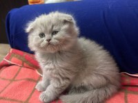 2 AYLIK SCOTTİSH VE LILAC KEDİMİZ