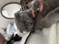 Ücretsiz gri scottish fold