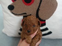 Poodle dünyası