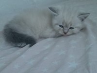 Safkan Blue Point British Shorthair Bebekler