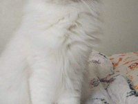 Show Kalite Longhair Silver Point British
