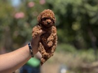 EN KÜÇÜK BOY TEACUP POODLE BEBEKLER 