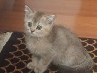 Golden Ny 12 British Shorthair