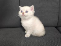 2.5 Aylık Dişi British Shorthair