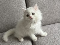 Kar Beyazı British Longhair Yavrum