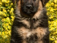 ALMAN ÇOBAN KÖPEĞİ YAVRULARI
