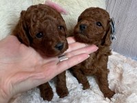 TOY POODLE YAVRULARI