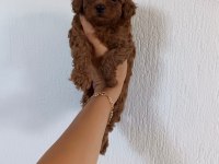 Üst kalite Toy Poodle bebeklerimiz