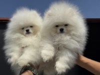 Fcı export sçr li pomeranian lar ziyarete açık