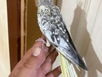 44 Günlük Kusursuz Sulyan Papağanı Bebek
