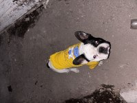 Erkek french bulldog köpeğime eş arıyorum