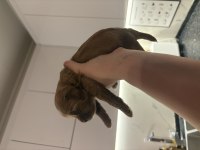 Toy Poodle Dişi Erkek Sütten Kesilmesine 2 Hafta Kaldı