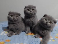 Elit Patiler Farkıyla Scottish Fold Yavrular