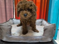 Irk garantili elden teslim toy poodle bebekler