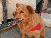 Çok akıllı ve evcil çin aslanı