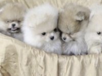 Pomeranian Boo Yavrusu