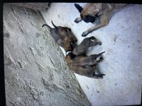 Saf kan belçika malinois