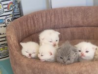 ANNE ALTINDAN VETERİNER HEKİM KONTROLLÜ KEDİLER