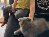 2 buçuk aylık scottish fold