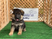 Alman Kurdu Yavru Köpekler
