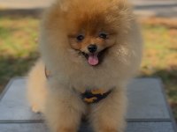 5 aylık erkek üst kalite orjinal pomeranian boo