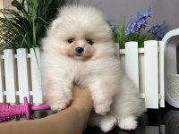 Pomeranian Boo @ppuppypawbodrum