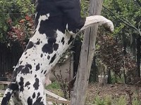 A şecereli danua