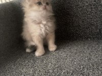 British longhair yavru kedimiz