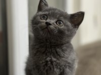 British shorthair 3 aylık
