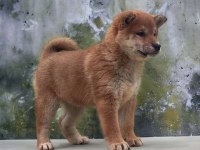 Shiba İnu yavrular