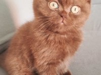 Cinnemon safkan british shorthair
