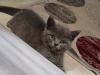 Küçük Minnak Kedilerim