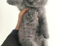 2 Aylık British Shorthair Yavru Kedimiz