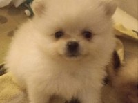Kendi köpeğimin pomeranian bebekleri