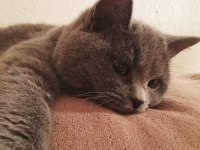 Erkek british shorthair