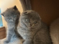 British ve scottish fold dişi kedimiz