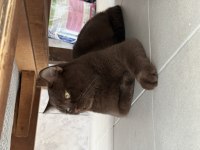 Ücretsiz sahiplendireceğiz 7 aylık british shorthair