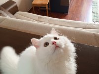 9 aylık kar beyazı british longhair oğlum