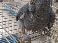 Bebek jako papağanı açıklamayı okumadan aramayın takas olur