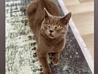 British Shorthair Oğlum